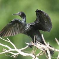 <i>Phalacrocorax fuscicollis</i> Stephens, 1826